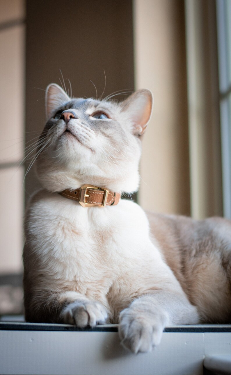 Breakaway Cat Collar Leather Cat Collar Small Dog Collar Etsy