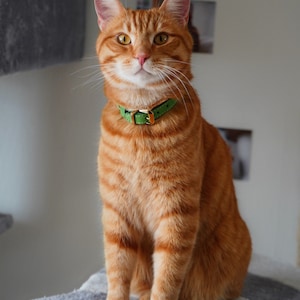 May include: An orange tabby cat with distinct dark orange stripes and amber eyes, wearing a bright green textured collar with a gold-toned metal buckle. The cat is sitting upright, facing forward with a calm expression and long white whiskers.