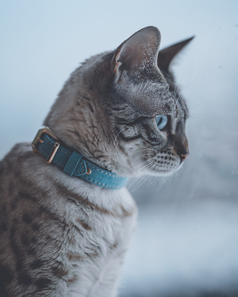 May include: A cat with light brown and dark brown spotted fur wearing a blue suede collar with a gold-toned metal buckle. The cat is shown in profile, facing to the right, with bright blue eyes and visible whiskers against a soft, muted background.