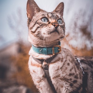 May include: A tabby cat wearing a teal suede collar with a gold-toned metal buckle and a dark gray harness. The cat has light blue eyes and a patterned coat with dark brown spots and stripes, looking upward with its head tilted to the side.