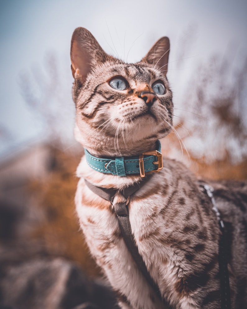 May include: A tabby cat wearing a teal suede collar with a gold-toned metal buckle and a dark gray harness. The cat has light blue eyes and a patterned coat with dark brown spots and stripes, looking upward with its head tilted to the side.