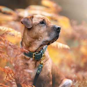 Dog Collar, Leather Dog Collar Personalized, Dog Collar For Girl, Dog Collar For Boy, Soft Dog Collar