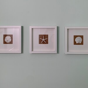 May include: Three white picture frames with brown mats and white seashells on a light green wall. The frames are arranged horizontally, with the sand dollar on the left, the starfish in the middle, and the scallop shell on the right.