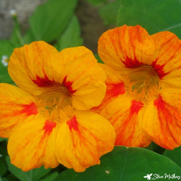 Orange Flower Photo, Nasturtium Flowers, Flower Pictures, Flower Photograph, Flower Photo Print, Nature Art, Botanical Wall Decor