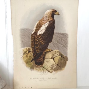 Antique Imperial Eagle Print: 1880 Victorian Bird Lithograph