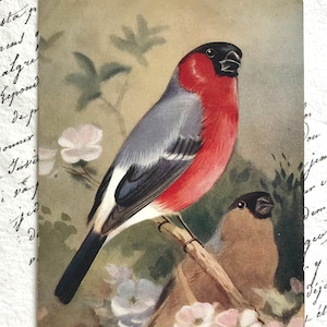 Vintage Postkarte, Gimpel auf einem Ast, Vogelmalerei, Roland Green, Ruskin Studio