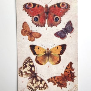 Antike Postkarte, britische Schmetterlinge, R J wohlhabend, Neuheit heben Flügel, Raphael Tuck Aquarette