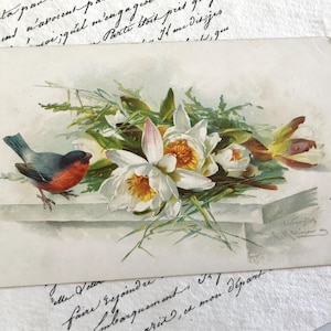 Antike Vogel Postkarte, Catherine Klein, Gimpel und weiße Blumen, signierte Kunstpostkarte
