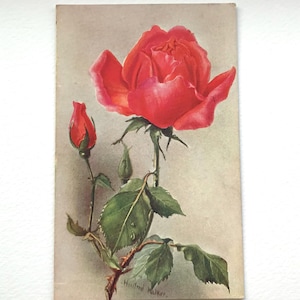 Könnte beinhalten: Vintage Postkarte mit einer roten Rose in voller Blüte und einer Knospe, umgeben von grünen Blättern. Das Kunstwerk zeigt detaillierte Pinselstriche und einen weichen, gealterten Hintergrund. Die Signatur des Künstlers, 'Winifred Walker', ist unten sichtbar.
