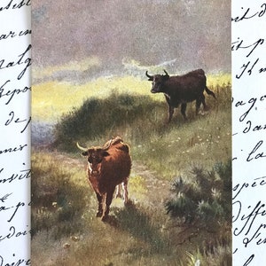 Antike Postkarte, Highland Cattle, Harry Payne, Ungebraucht, Raphael Tuck Oilette