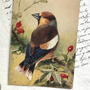 Vintage Postkarte, Kernbeißer auf einem Ast, Vogelmalerei, Roland Green