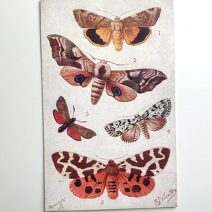 Antique Postcard, British Moths, Butterflies on the Wing, Novelty Lift Up Wings, Artist Signed, Raphael Tuck Oilette