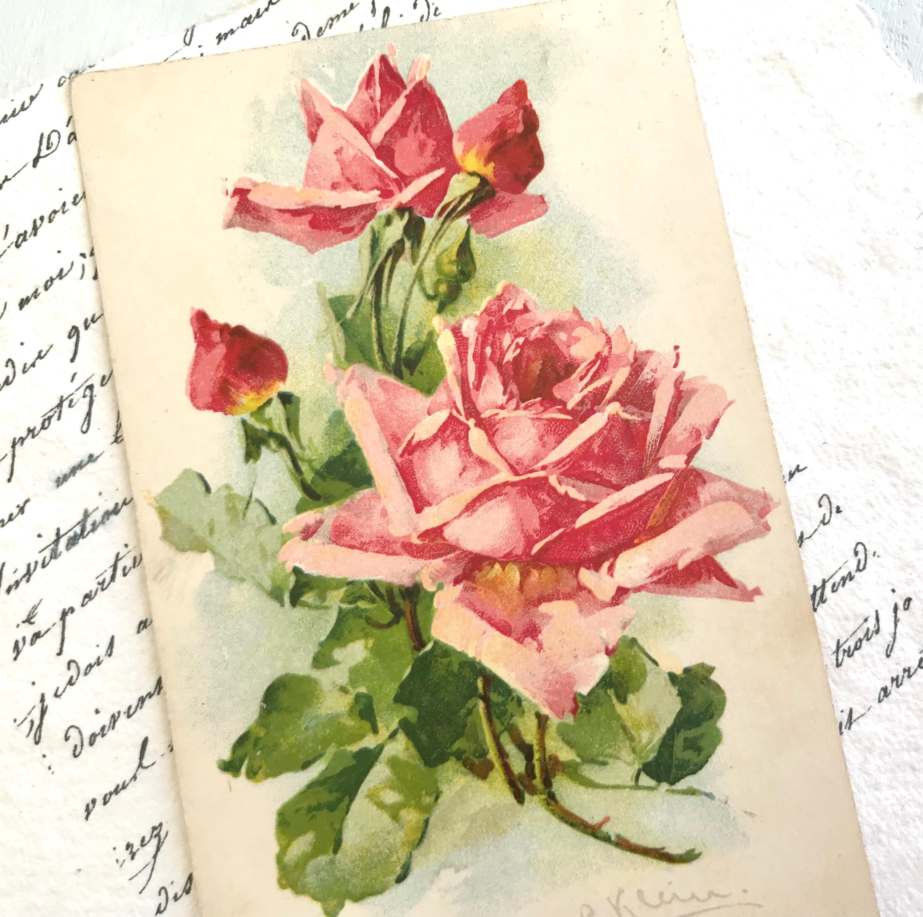 Vintage Postcard, Catherine Klein, Signed, Pink Roses