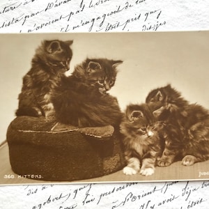 Flauschige Kätzchen, getigerte Katzen, echte Fotografie, antike Postkarte
