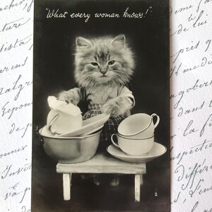 Vintage Postkarte, Anthropomorphes Kätzchen, Katze in Kleidung, Abwasch, echte Fotografie
