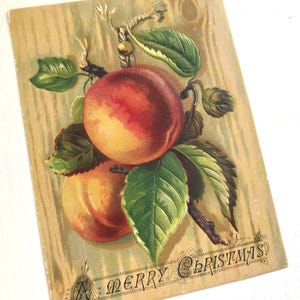 Victorian Christmas Card, Illustration of Peaches, Heavily Embossed, Unused