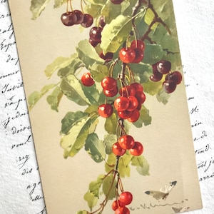 Antike Postkarte, Catherine Klein, signiert, Kirschen, Obst und Schmetterlinge