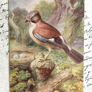 Antike Postkarte, Eichelhäher auf einem Zweig, Vogelmalerei, George Rankin