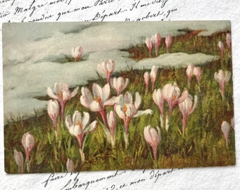 Vintage Spring Flowers Postcard, Pink Crocus, Alpine Flowers, Snow, Unused