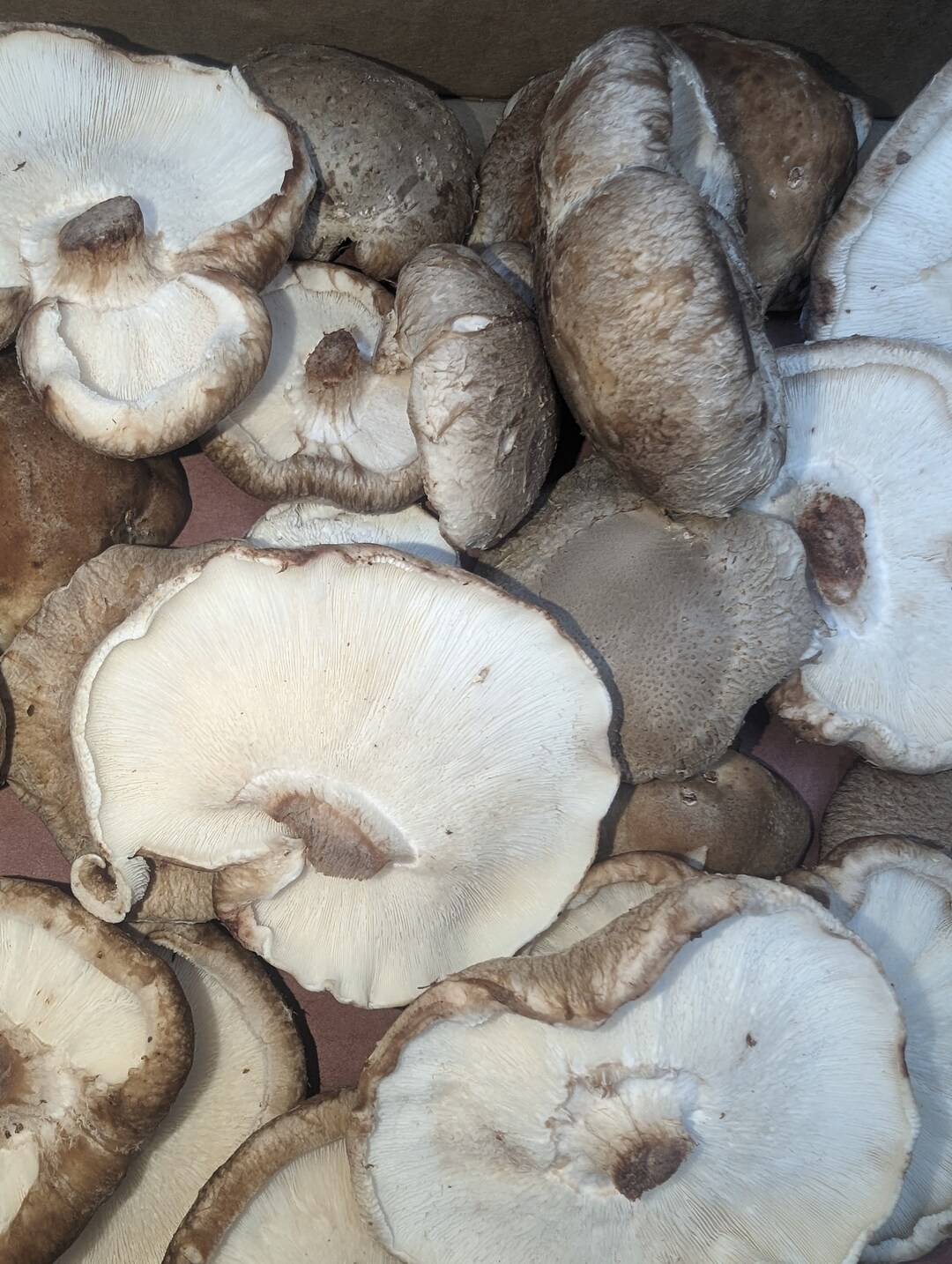 Freeze Dried Shiitake Mushrooms Etsy