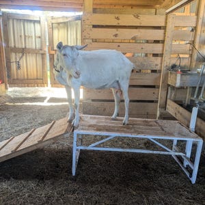 May include: A white goat stands on a white metal and wood platform inside a wooden structure. A wooden ramp leads up to the platform. The goat has small horns and is in a barn setting with hay on the ground.