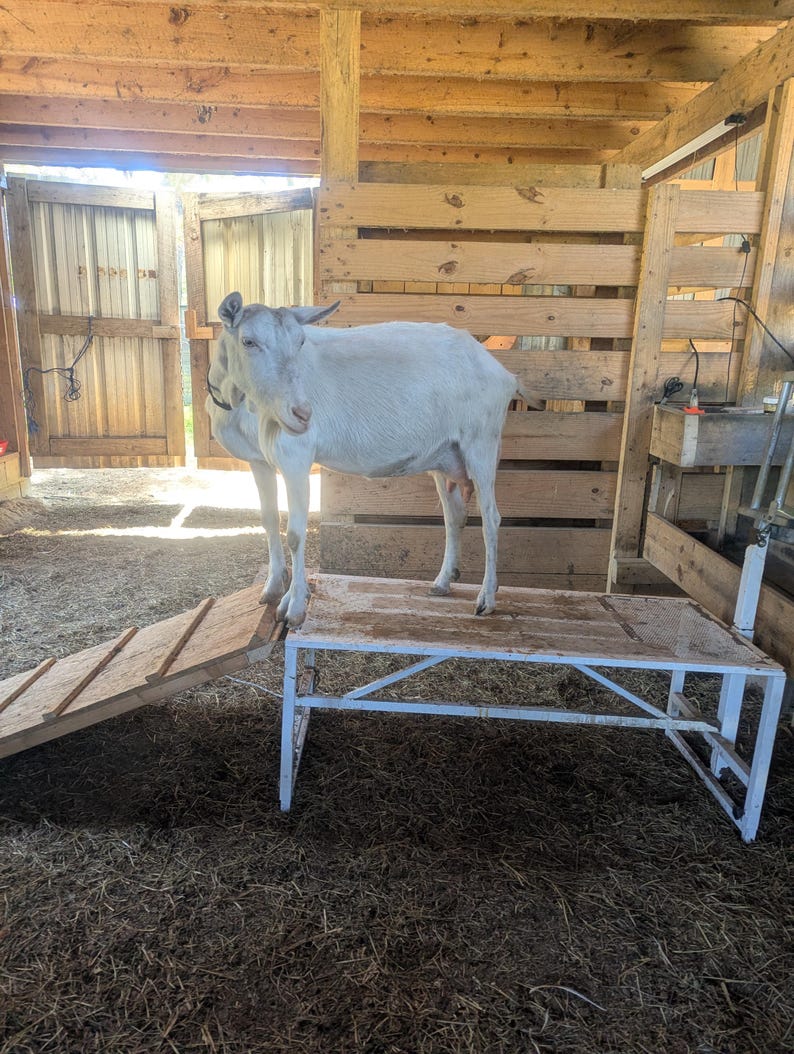 May include: A white goat stands on a white metal and wood platform inside a wooden structure. A wooden ramp leads up to the platform. The goat has small horns and is in a barn setting with hay on the ground.