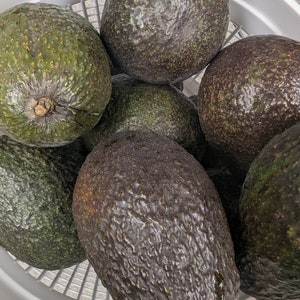 The Power of Avocado, Powdered & Freeze Dried