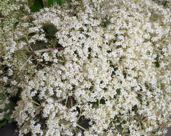 Wild Harvested Elder (berry) Flowers