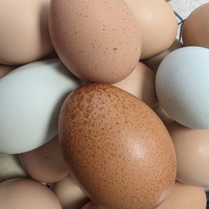 May include: A collection of brown, beige, and blue eggs in a basket. The eggs are various sizes and shapes.