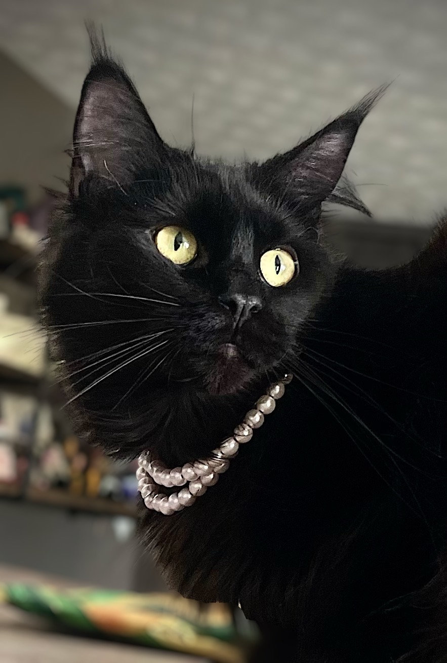 Breakaway pearl cat collar