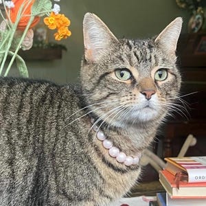 Breakaway pearl cat collar with bell