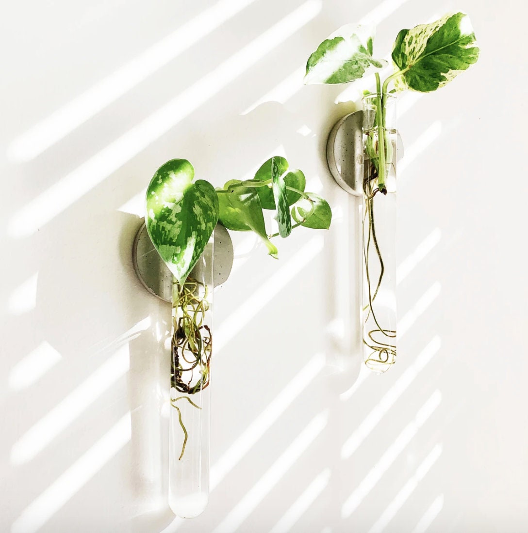 How to make a gorgeous test tube propagation station!