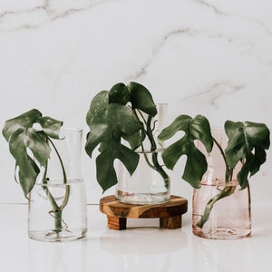 Glass Propagation Vase, Clear Carafe, Glass Pitcher, Propagation Station, Bedside Plant Carafe, Water Carafe, Plant Stand, Housewarming Gift
