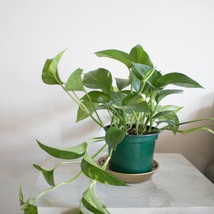 Golden Pothos 6&#39;&#39;, Bedside Plant, Bathroom Plant, Trailing Plant, Easy Care Plant, Tropical House Plant