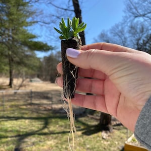 Live English Lavender Rooted Seedling Starter Plug. Various Lavandula angustifolia Culinary Varieties.  &quot;Grower&#39;s Choice.&quot;