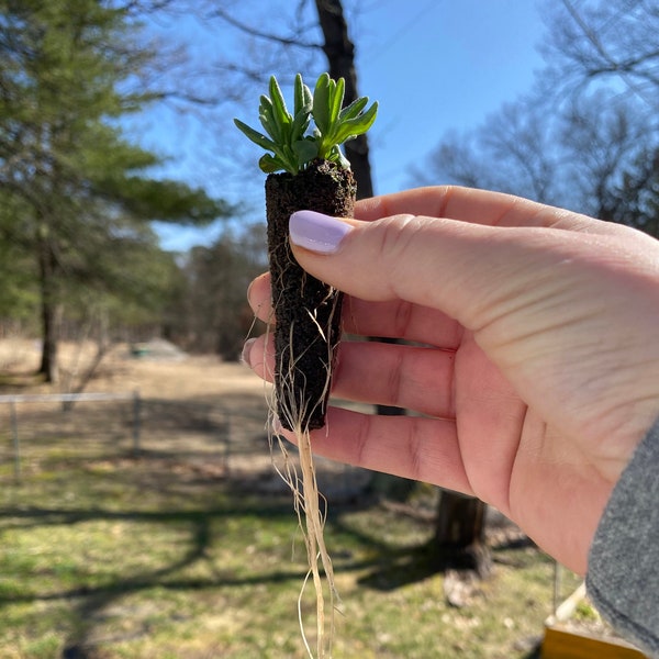 Live 6-Pack Grower's Choice English Lavender Rooted Seedling Starter Plug. Various Lavandula angustifolia Varieties.  Instructions Included!