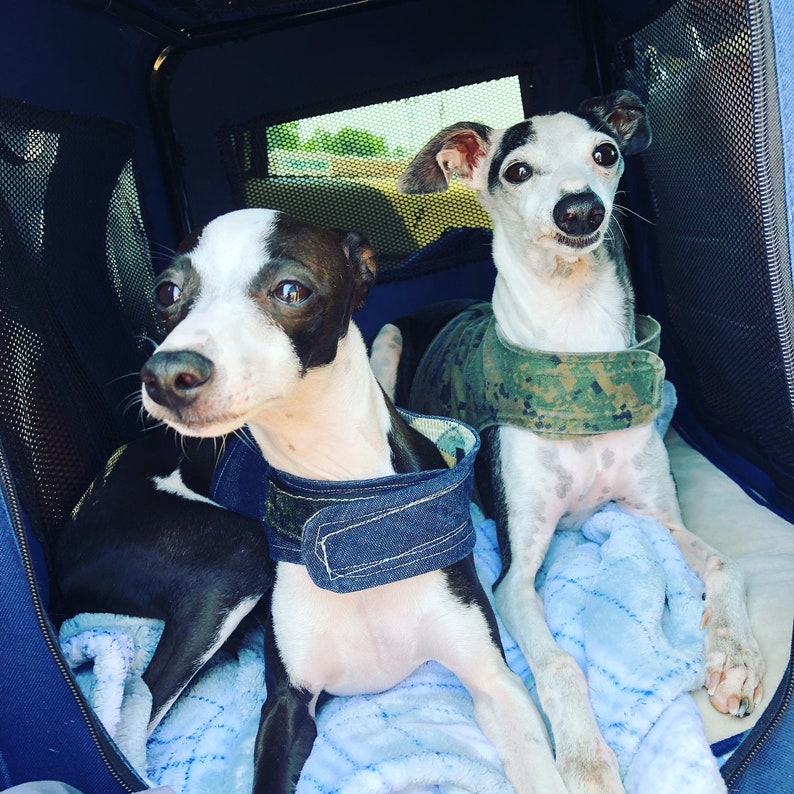 Vest Harness for Italian Greyhound Dog Denim and Masculine Etsy