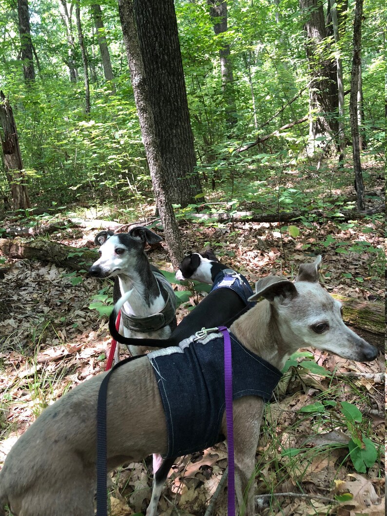 Vest Harness for Italian Greyhound Dog Denim and Masculine Etsy