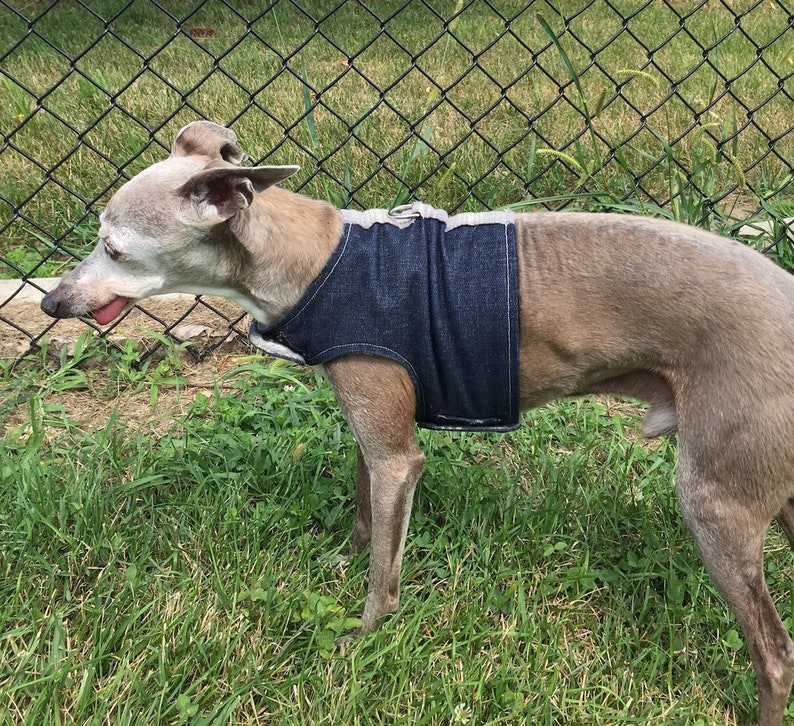 Vest Harness for Italian Greyhound Dog Denim and Masculine Etsy