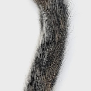 May include: Close-up of a curved animal tail, featuring a mix of black, gray, and brown fur. The tail is set against a plain white background, highlighting the texture and color variations of the fur.