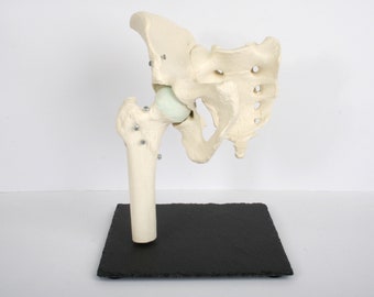 Vintage Anatomical model Pelvis, anatomy hip part, medical teaching, Curiosity cabinet home decoration, deco bones, skeleton art sculpture