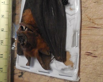 HANGING HIPPOSIDEROS LARVATUS Real Bat Taxidermy Fast Ship