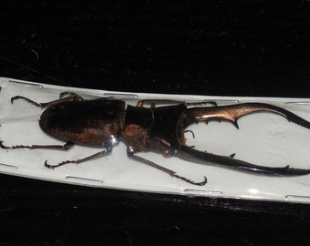 65MM+ Cyclommatus metallifer aenomicans  Real Insect Taxidermy