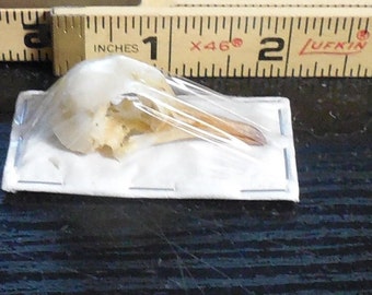 STREPTIOPELIA CHINENSIS Real Bird Skull Taxidermy Indonesia