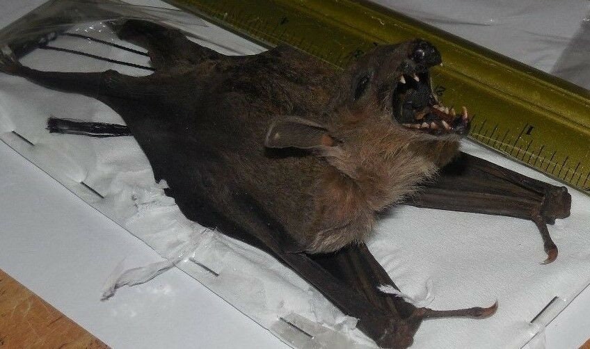 EONYCTERIS SPELAEA Hanging back Real Bat Taxidermy Fast Ship