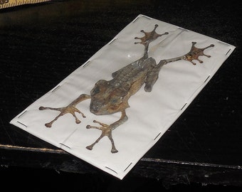 Polypedates Otilophus File Eared Tree Frog Real Taxidermy