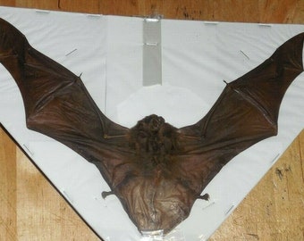 Back Hanging Rousettus Leschenaulti Real Hanging Bat Indonesian Taxidermy Back Hanging Rousettus Leschenaulti Real Hanging Bat Indonesian Taxidermy