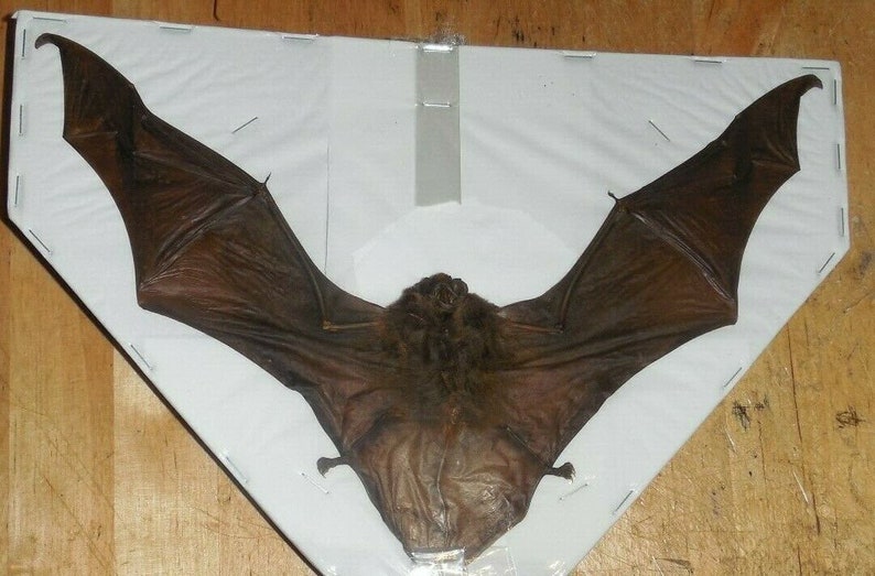 PIPISTRELLUS IMBRICATUS BROWN PIPISTRELLE SPREAD REAL BAT INDONESIA TAXIDERMY0