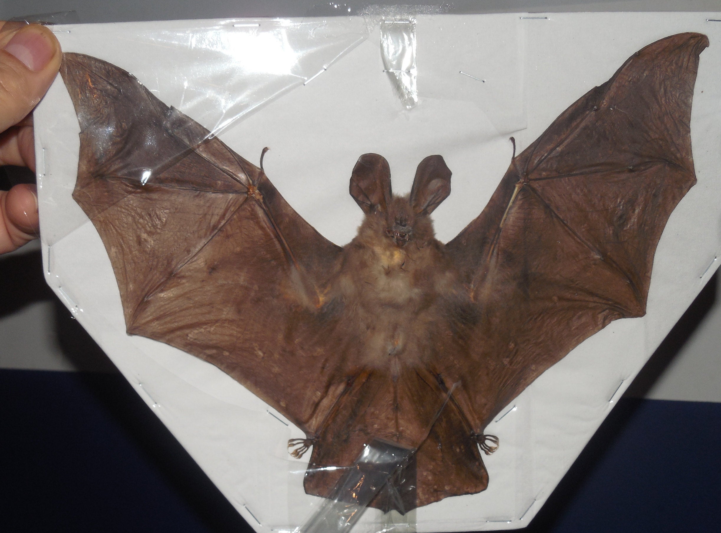 NYCTERIS JAVANICA Spread Bat real taxidermy Fast Ship