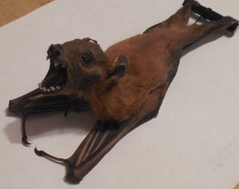 CYNOPTERUS BRACHYOTIS Hanging back Real Bat Taxidermy Fast Ship